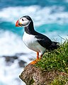 Macareux moine, (Fratercula arctica) (Alcidae)