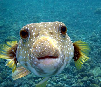 Arothron hispidus at Big Island of Hawaii