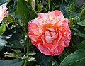 Grimaldi (Rose)