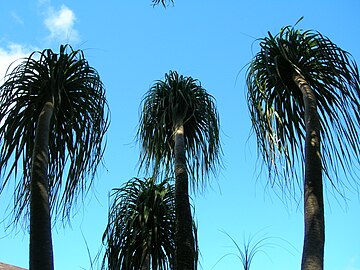 Beaucarnea recurvata