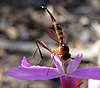 Stylogaster, a conopid fly, showing the long ovipositor