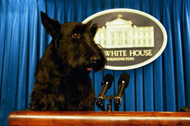 Barney, le chien du président George W. Bush dans la salle de Presse de la Maison Blanche.