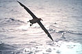 Nigrapieda albatroso (Phoebastria nigripes) dumfluge