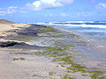 Image 25Intertidal zones (from Marine ecosystem)