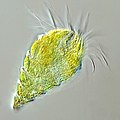 Image 56The oligotrich ciliate has been characterised as the most important herbivore in the ocean (from Marine food web)