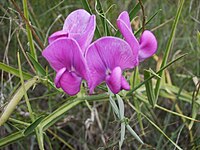 Ti Lathyrus tuberosus iti Fabaceae