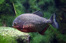 Pygocentrus nattereri (Characiformes)