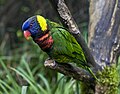 Green-naped lorikeet (subspecies of rainbow lorikeet)