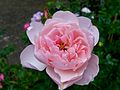 The Alnwick Rose