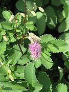 Sanguisorba magnifica