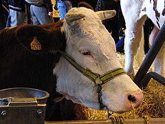 Photographie de la tête d'une vache.