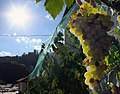 Grappolo di uva pecorino e sullo sfondo la Rocca di Arquata del Tronto.