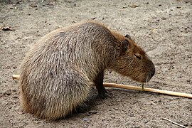 Capybara