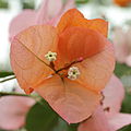 ブーゲンビリア（オシロイバナ科）の花は色鮮やかな苞の途中についている