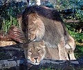 Asiatic Lions at Bristol Zoo