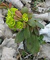 Euphorbia amygdaloides