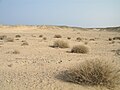 Image 3Desert scene in Egypt (from Habitat)