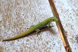 Phelsuma laticauda.