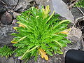 Plantago coronopus