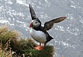 A Puffin