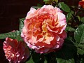 Augusta Luise (Rose)