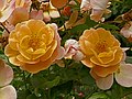 Rose 'Sedana'