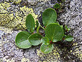 Salix herbacea (un salgueiro herbáceo).