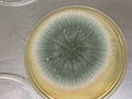 Gljive; neke se gljive takođe proučavaju u okviru mikrobiologije (Aspergillus sp.)