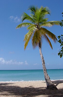 Riešutinė kokospalmė (Cocos nucifera)
