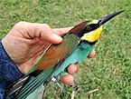 A bee-eater after bird ringing