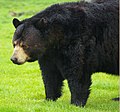 Onso negro (Ursus americanus), en a familia Ursidae.