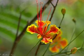 "Peacock" flower