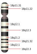 18號染色體