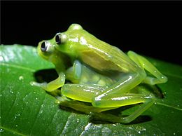 Cochranella spinosa