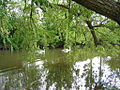 River Esk swans