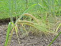 Hordeum distichon Foto: biolib.de