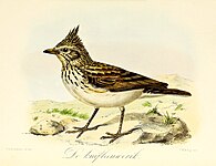 De kuifleeuwerik (1873), John Gerrard Keulemans in Onze vogels in huis en tuin