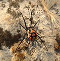 Latrodectus tredecimguttatus (vrouwtje)