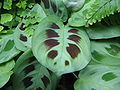 Listy Maranta leuconeura