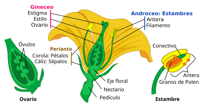 Partes de la flor