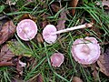 Gemeiner Rettich-Helmling (Mycena pura)