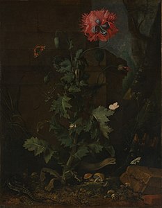 Nature morte avec coquelicot, vers 1670 Metropolitan Museum of Art