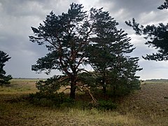 Pin de pădure (Pinus sosnowskyi)