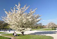 Prunus speciosa in the Jardin des Plantes of Paris April 2013.