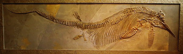Squelette d'un Stenopterygius quadriscissus.