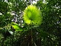 Livistona rotundifolia di Cagar Alam Gunung Tangkoko Batuangus