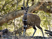 Photographie couleur d'un animal sur quatre pattes, et avec des cornes sur la tête. A l'arrière plan on distingue une forêt.