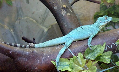 Basiliscus plumifrons