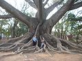 Image 46Buttress roots of the kapok tree (Ceiba pentandra) (from Tree)