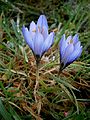 Crocus cancellatus